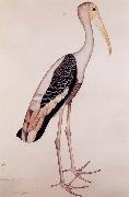 A Painted Stork